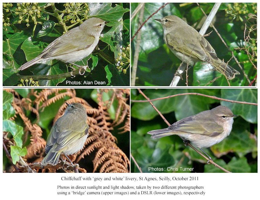 Chiffchaff, grey-and-white type, Scilly, Oct 2011