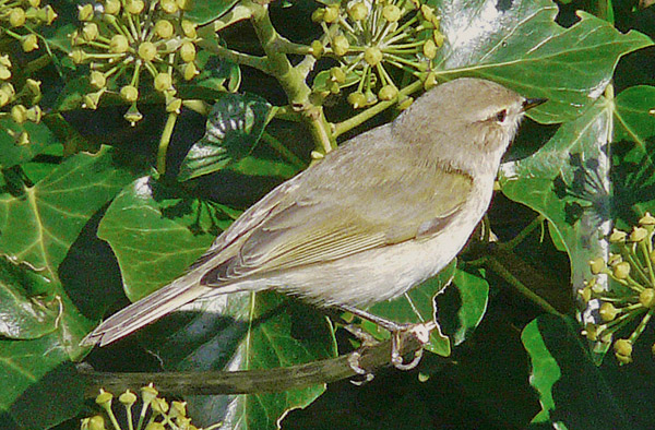 Chiffchaff with 'grey-and-white' Bonelli's-like plumage