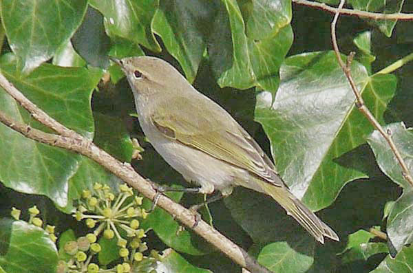 Chiffchaff with 'grey-and-white' Bonelli's-like plumage