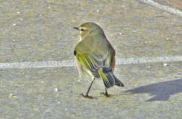 Chiffchaff with 'grey-and-white' Bonelli's-like plumage