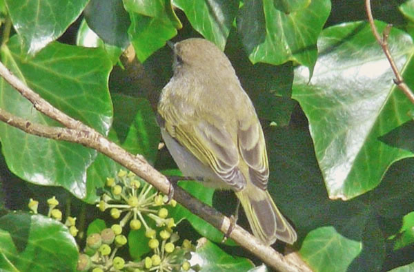 Chiffchaff with 'grey-and-white' Bonelli's-like plumage