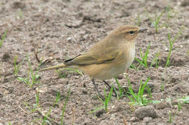 Siberian Chiffchaff, St Agnes, Scilly, October 2011