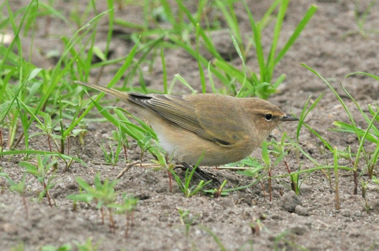 Siberian Chiffchaff, St Agnes, Scilly, October 2011