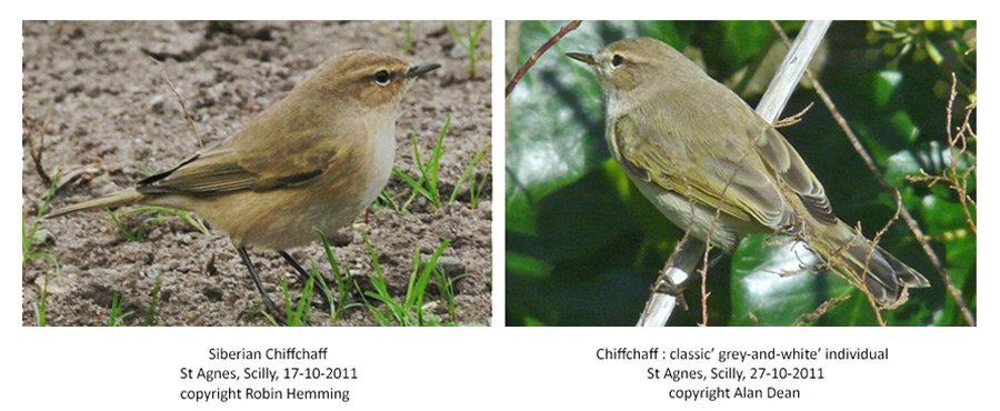 Comparative images of Siberian Chiffchaff and 'grey and white' Chiffchaff