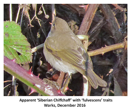 'fulvescens' style Chiffchaff, Warks, Dec 2016