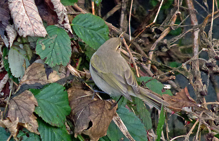 Chiffchaff with 'fulvescens' traits