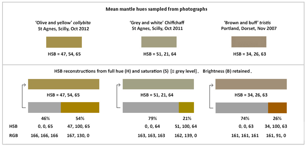 Chiffchaff hues - HSB values