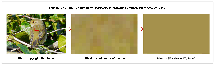 Nominate collybita upperparts pixel map