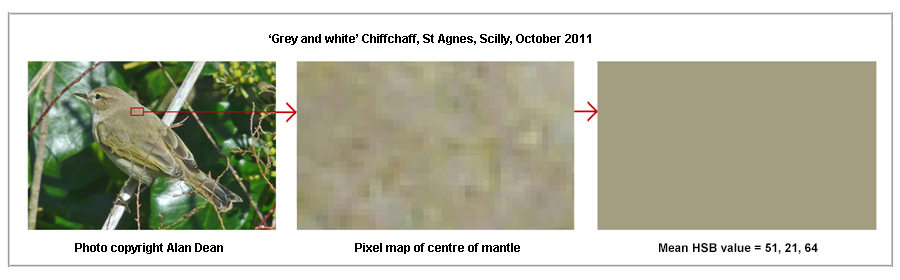 grey-and-white Chiffchaff upperparts pixel map