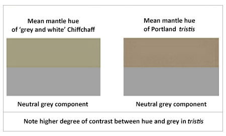 Hue c.f. neutral grey in mantle colours of two Chiffchaffs