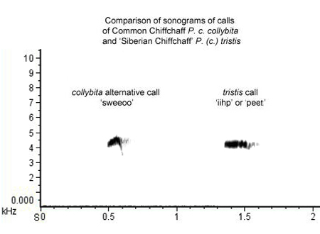 Sonograms of collybita c.f. tristis calls