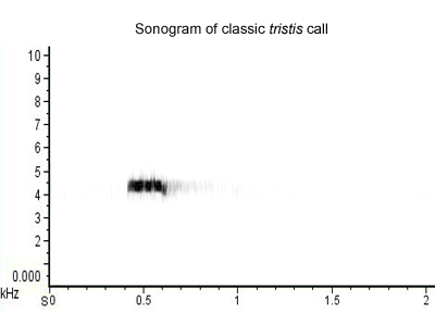 Sonogram of typical tristis call