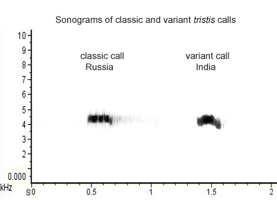 Sonogram of two different tristis calls
