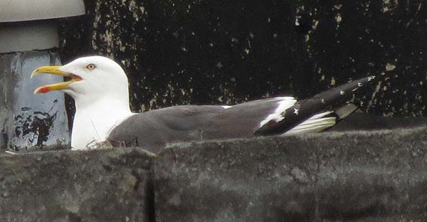 Lesser Black-backed Gull incubating eggs