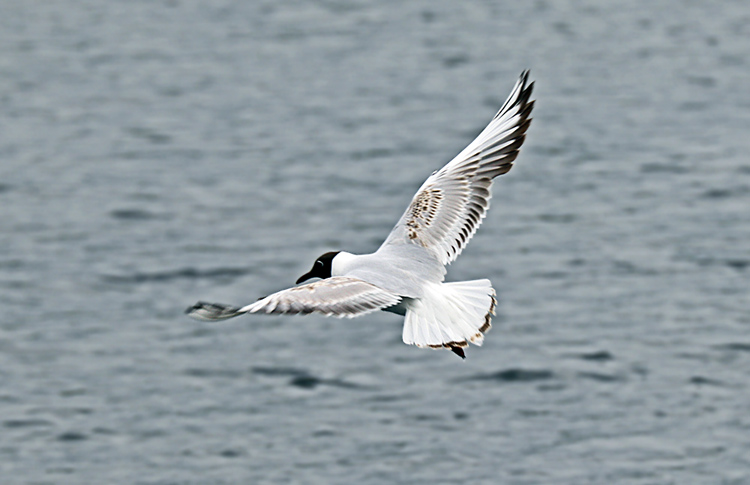 Second calendar-year Black-headed Gull in primary moult