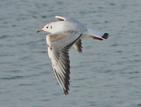 1W Black-headed Gull in flight