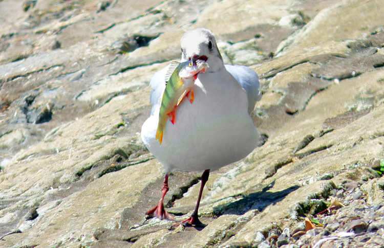 Adult Black-headed Gull carrying small Perch