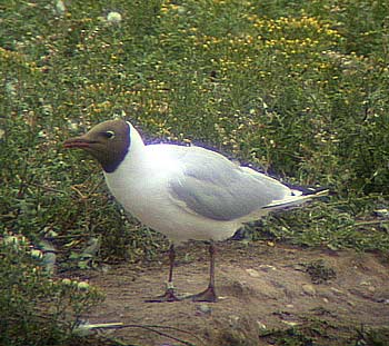 Black-headed Gull, Staffs, June 2003