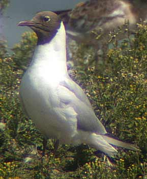 Black-headed Gull, Staffs, 29-06-2003