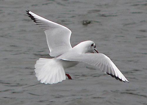 Adult winter Black-headed Gull in flight