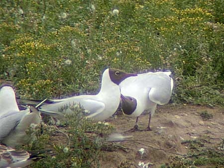 Black-headed Gulls, Staffs, June 2003