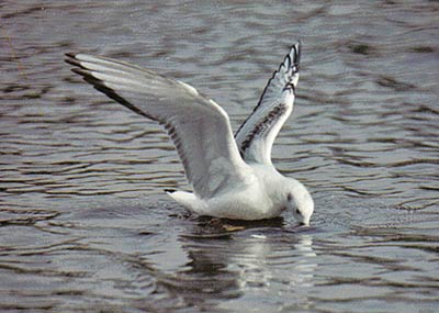 1W Bonaparte's Gull, Warks, April 1990