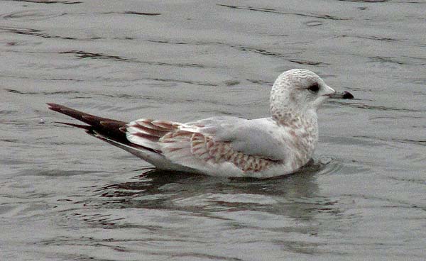 Common Gull, 1W plumage, WMids, Dec 2009