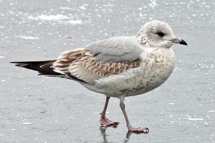 Common Gull, first-winter