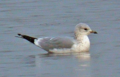 2W Common Gull, Warks, Dec 2006