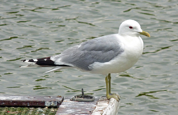 Common Gull, adult summer