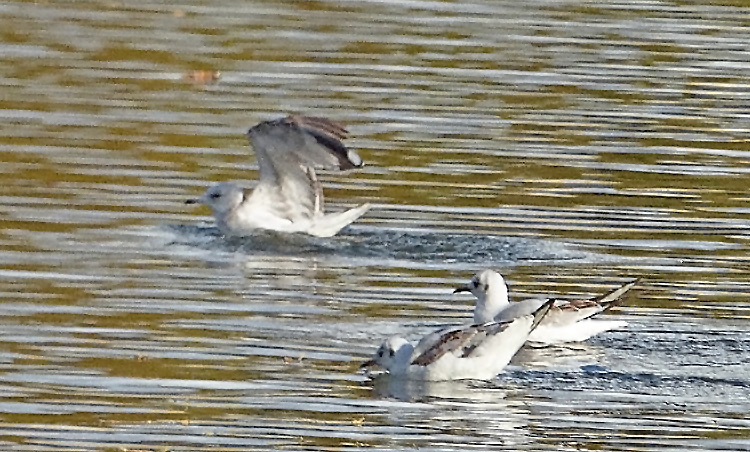Common Gull : 1W with mixed age primaries