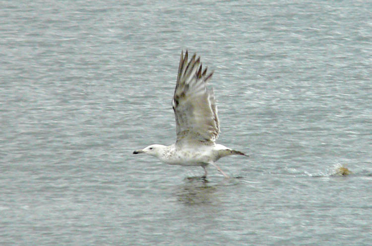 Caspian Gull, 2cy, Warks, June 2011