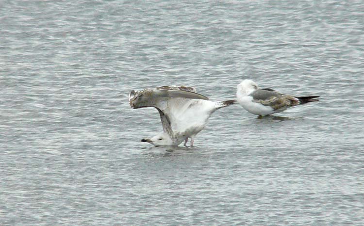 Caspian Gull, 2cy, Warks, June 2011