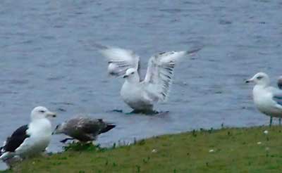 Caspian Gull, 2W, underwing, Warks, Dec 2009