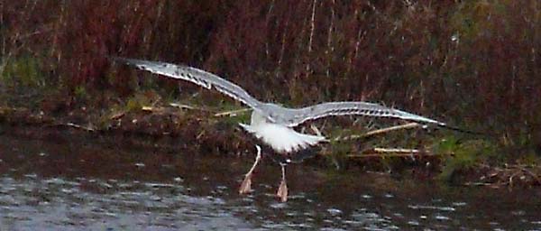 Caspian Gull, 2W, upperwing & tail, Warks, Dec 2009