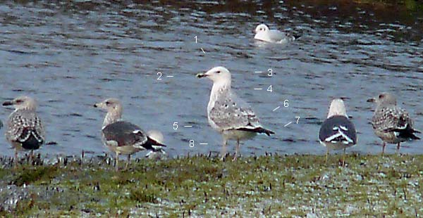 Caspian Gull, 2W, Warks, Dec 2009