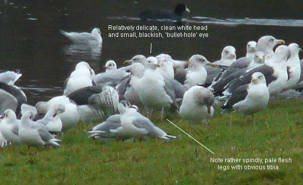 Caspian Gull, adult, Warks, Nov 2009