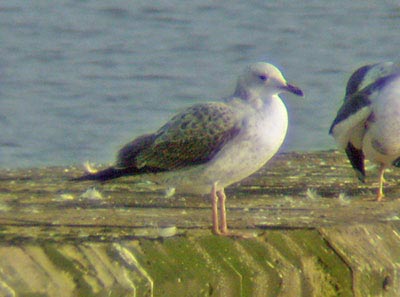 Caspian Gull, 1W, West Midlands, Dec 2005