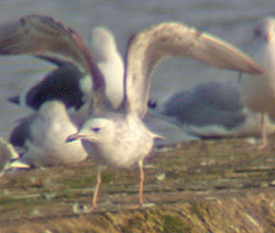 Caspian Gull, 1W, West Midlands, Dec 2005