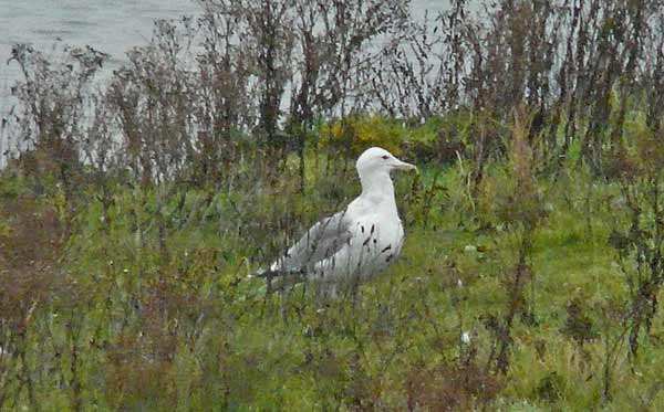 Adult Caspian Gull, Warks, Nov 2008