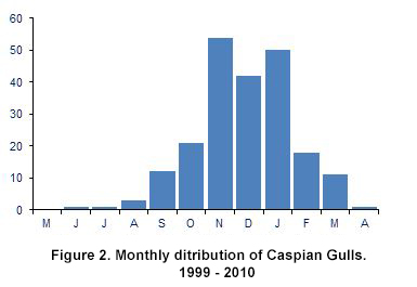 Monthly distribution of Caspian Gulls, 1999 to 2010