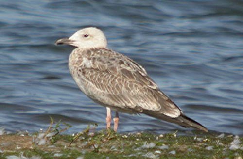 Caspian Gull Larus cachinnans, juvenile, Staffs, Sept 2006