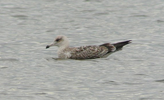 Caspian Gull Larus cachinnans, juvenile, Staffs, Aug 2014