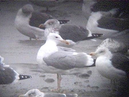 Caspian Gull, adult, Staffs, November 2003