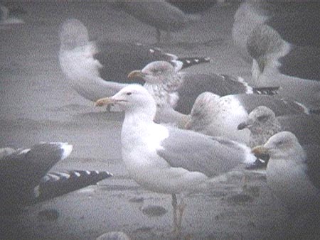 Caspian Gull, Staffs, November 2003