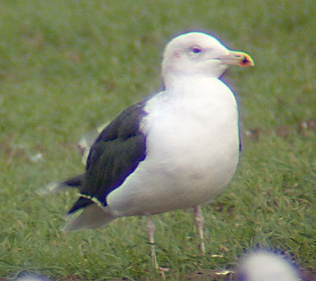 Great Black-backed Gull, adult winter