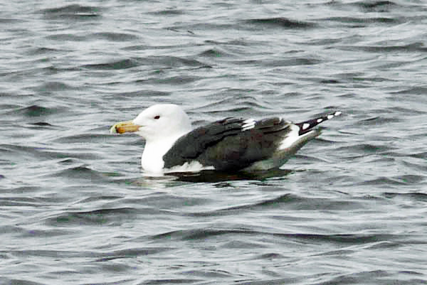 Great Black-backed Gull, adult, March 2008
