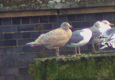 1W Glaucous Gull, West Midlands, January 2005