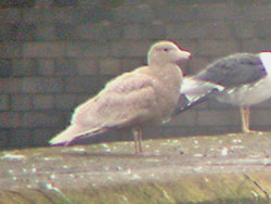 1W Glaucous Gull, West Midlands, February 2005