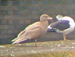 1W Glaucous Gull, West Midlands, February 2005